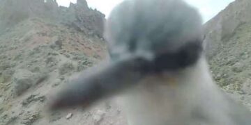 Nadir bir kuş türü olan kaya sıvacısı fotokapanı gagalarken görüntülendi