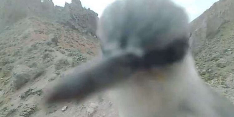 Nadir bir kuş türü olan kaya sıvacısı fotokapanı gagalarken görüntülendi