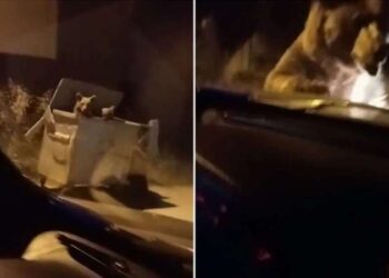 Uludağ’da ayı otomobilin önüne atladı