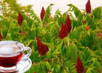 Hem kanser hücrelerini yok ediyor hem de bir haftada zayıflatıyor! Mucizevi etkisini anında gösteriyor!