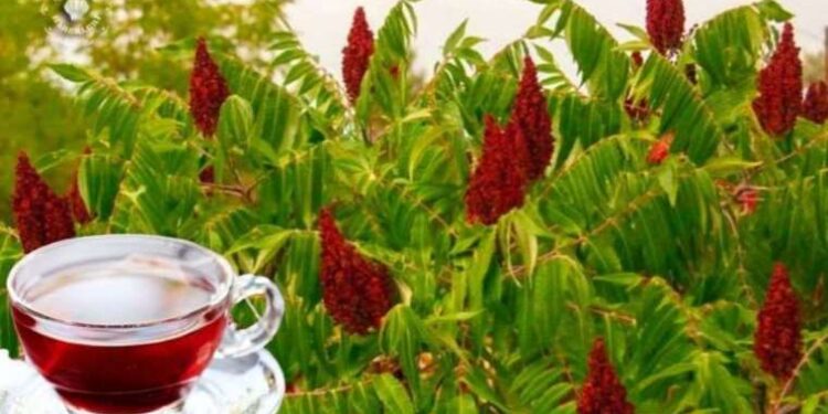 Hem kanser hücrelerini yok ediyor hem de bir haftada zayıflatıyor! Mucizevi etkisini anında gösteriyor!