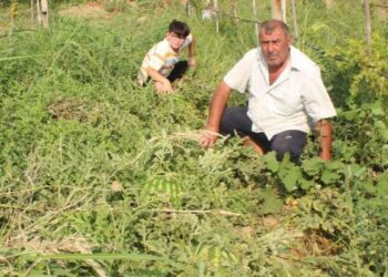 Üzüm bağında yetiştirdi, 30 kiloyu geçti: Görenler şaşırıyor