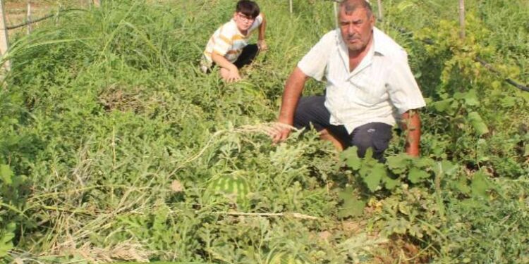 Üzüm bağında yetiştirdi, 30 kiloyu geçti: Görenler şaşırıyor