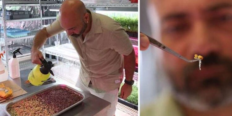 Sadece 10 günde büyüyor! Dairesini tarlaya çevirdi, yetiştirdiklerini gören hemen alıyor…