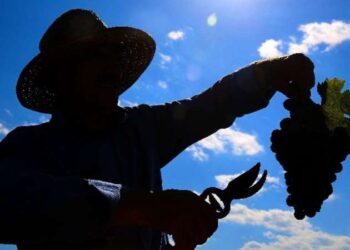 Şifa deposu ,her derde deva: Cimin Üzümü