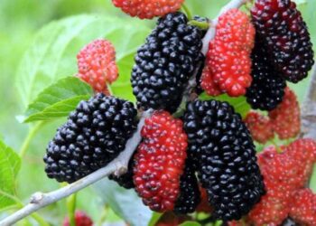 Antioksidan deposu: Karadutun faydaları nedir?