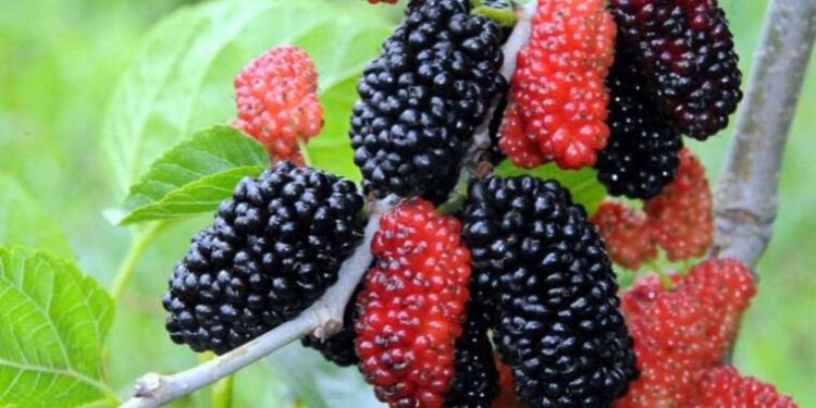 Antioksidan deposu: Karadutun faydaları nedir?