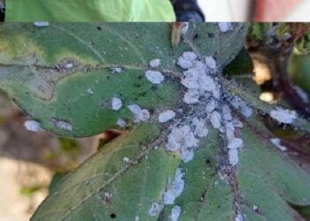 Beyaz altında ‘unlu bit’ istilası… Kültürel mücadele önemli!