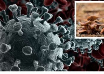 Onkoloji doktorları öneriyor! Bu mantar kanser hücresini yok ediyor