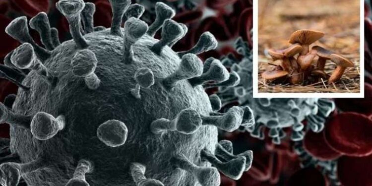 Onkoloji doktorları öneriyor! Bu mantar kanser hücresini yok ediyor