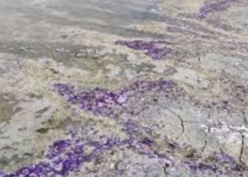 Burdur Gölü neden mora büründü? Burdur Gölü sahili neden renk değiştirdi? Sülfür asiti nedir?