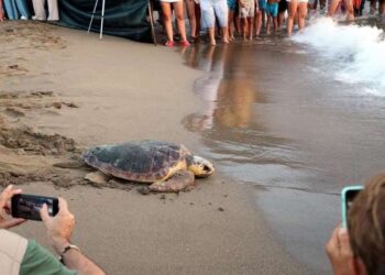 Caretta carettalar denizle buluştu