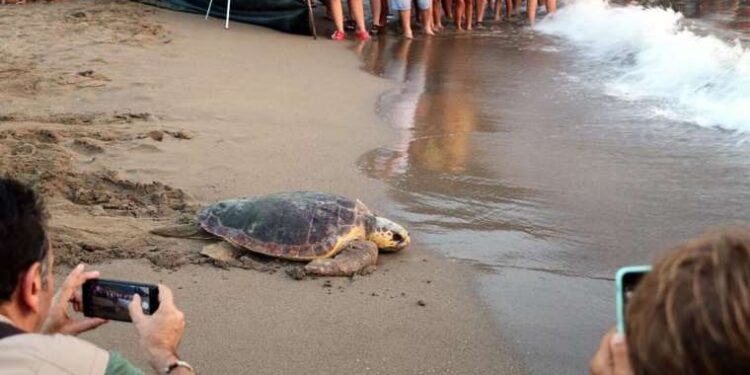 Caretta carettalar denizle buluştu