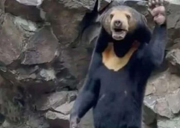 Çin’deki hayvanat bahçesinden dünyaya ‘ayı’ açıklaması
