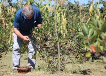 Eşinin sağlığı için yetiştirmeye başlamıştı… Siparişlere yetişemiyor! Kolesterole birebir ‘süper meyve’