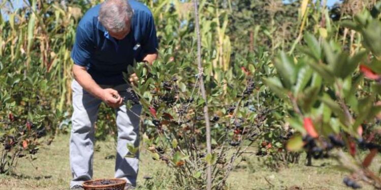 Eşinin sağlığı için yetiştirmeye başlamıştı… Siparişlere yetişemiyor! Kolesterole birebir ‘süper meyve’