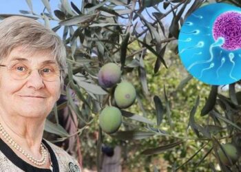 Zeytini yanlış tüketiyormuşuz! Prof. Dr. Canan Karatay açıkladı: Kısır kalırsınız