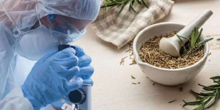 Karaciğer kanseri tedavisinde umut olabilir! Kıbrıs’ta yetişiyor…