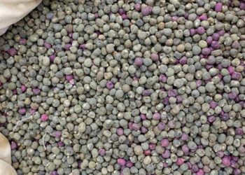 Uzmanlar hala faydalarını araştırıyor: Zayıflamak ve hafızayı güçlendirmek için doğal çözüm… 1 avuç yeterli