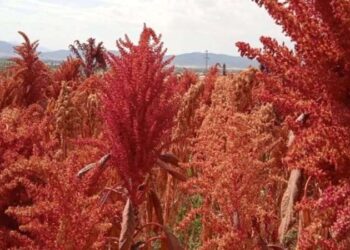 Şeker hastaları 2 bardak içtiği zaman insülin miktarını düşürüyor