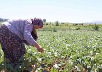 Yaş hali 200 kurusu 1000 TL: Yeşil altında hasat devam ediyor