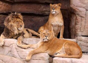 Yıllar önce Türkiye’de yaşamış ancak şimdi ise nesli tükenen hayvanlar