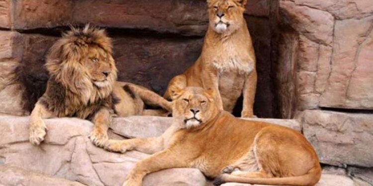 Yıllar önce Türkiye’de yaşamış ancak şimdi ise nesli tükenen hayvanlar