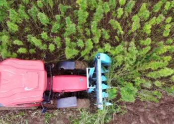 Samsun’da 2 bin dekar arazide yetiştirildi… Başka yerde eken tutuklanıyor