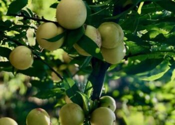 Düşük kalorili bir atıştırmalık: Diyetlerinizde kurtarıcı olacak…