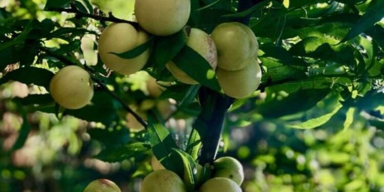 Düşük kalorili bir atıştırmalık: Diyetlerinizde kurtarıcı olacak…