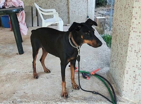 Ünlü ekonomist Korhan Berzeg 76 gündür kayıp! 2 gün önce eve dönen köpeği Tina'nın tasması inceleniyor