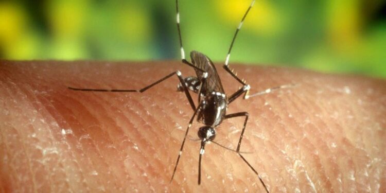 İspanya’nın Sevilya kentinde Batı Nil virüsü: Son 1 ayda 5 kişi öldü
