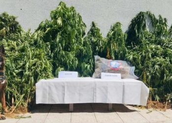 49 ilde uyuşturucu operasyonu: 2 ton 428 kilogram uyuşturucu ve 336 sokak satıcısı yakalandı