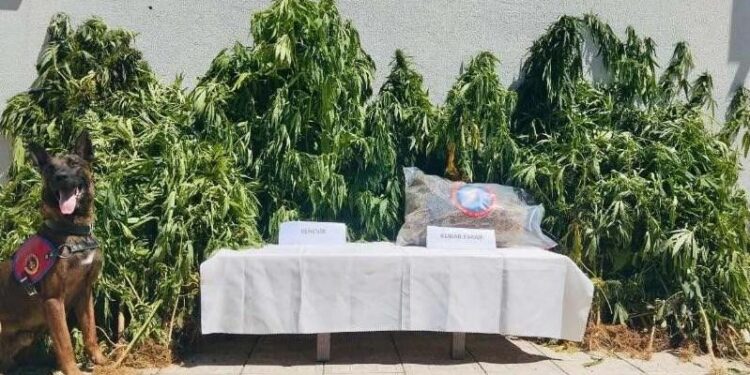 49 ilde uyuşturucu operasyonu: 2 ton 428 kilogram uyuşturucu ve 336 sokak satıcısı yakalandı