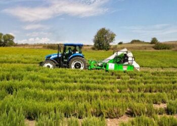 Biberiye hasadı başladı