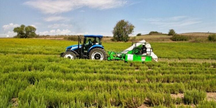 Biberiye hasadı başladı