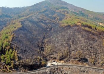 Yanan ormanlar imara açıldı mı? OGM’den açıklama