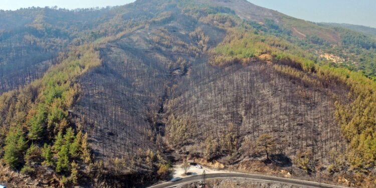 Yanan ormanlar imara açıldı mı? OGM’den açıklama