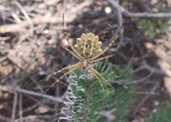 Zehirli örümcekler arasında! Tokat’ta görüntülendi