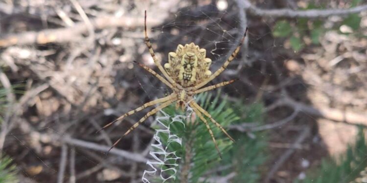 Zehirli örümcekler arasında! Tokat’ta görüntülendi
