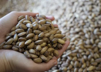 Gaziantep'te yaş fıstık fiyatı yükseldi, kuru düştü