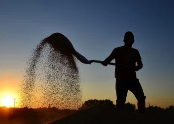 Çiftçilere 2,2 milyar TL tarımsal destek ödemesi yapılacak