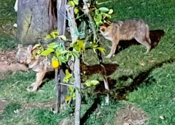 Ordu'da Bir Adamın Çakal Sevgisi