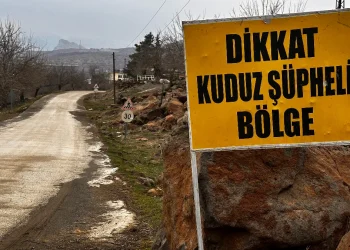 Şanlıurfa'da Kuduz Alarmı: Mahallelerde Karantina Başlatıldı