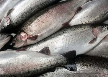 Doğu Karadeniz, 7 ülkeye somon ihracatı gerçekleştirdi