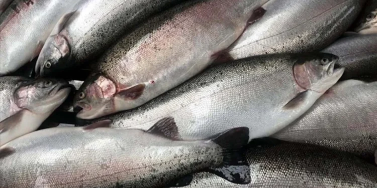 Doğu Karadeniz, 7 ülkeye somon ihracatı gerçekleştirdi