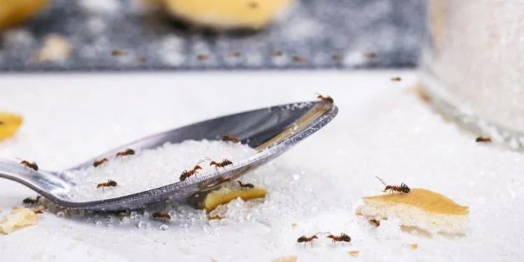 "Birkaç Damla Yeter, Karıncalardan Kurtulun!"