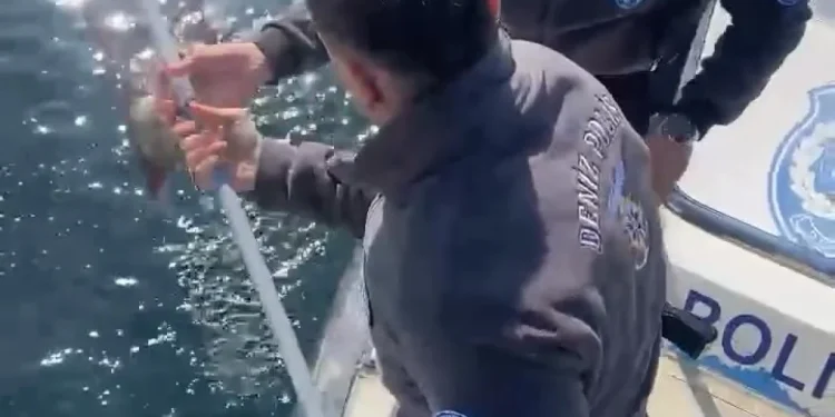 "Kocaeli'de Denize Düşen Kedi, İtfaiye Ekipleri Tarafından Kurtarıldı"