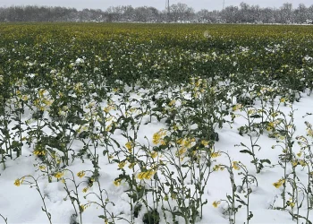 "Edirne'deki Kanola Tarlaları Sarıdan Beyaza Büründü"