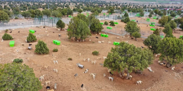 Meram Belediyesi'nden Sokak Köpeklerine Yönelik Yeni Çözüm Hamlesi